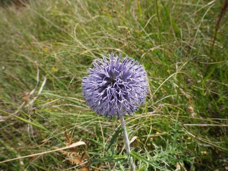 un cardo - Echinops sp.